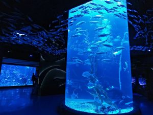 All You Need To Know About Aquarium Jakarta