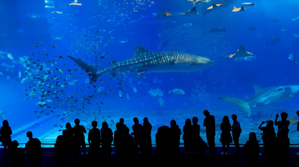 All You Need To Know About Seaworld Jakarta