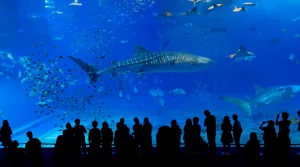All You Need To Know About Seaworld Jakarta