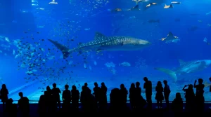 What Did the Reviews Say in General About Seaworld Jakarta