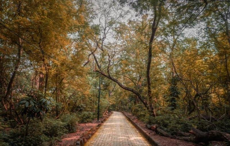 Brick pathway through autumn woodland with lamp post