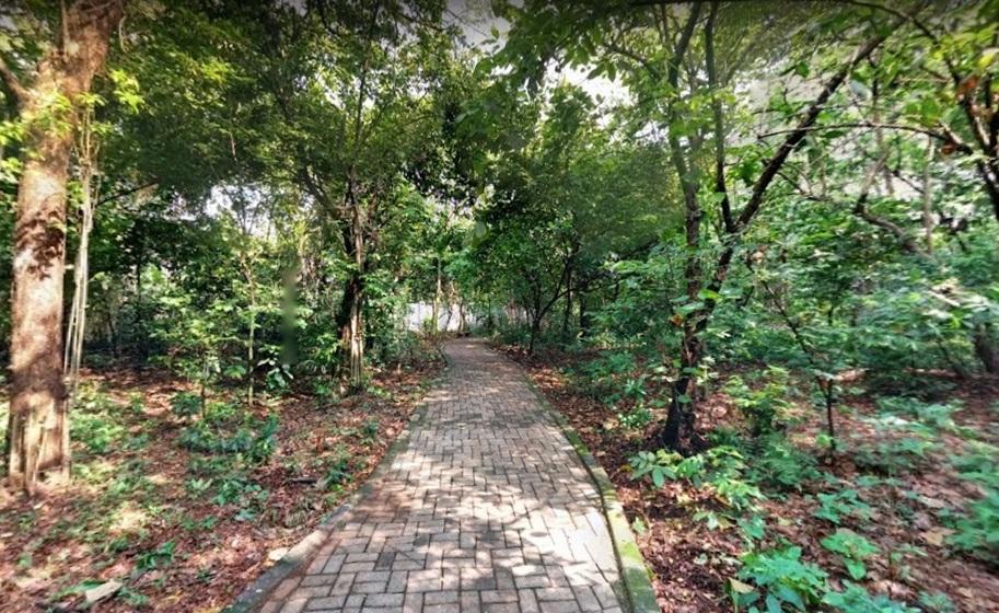 Paved brick pathway through lush green forest