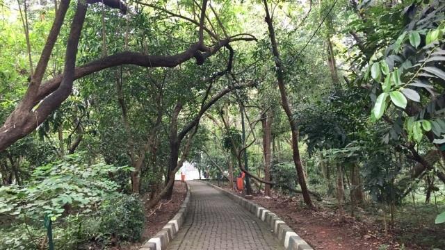 Tree-lined park pathway with green colors