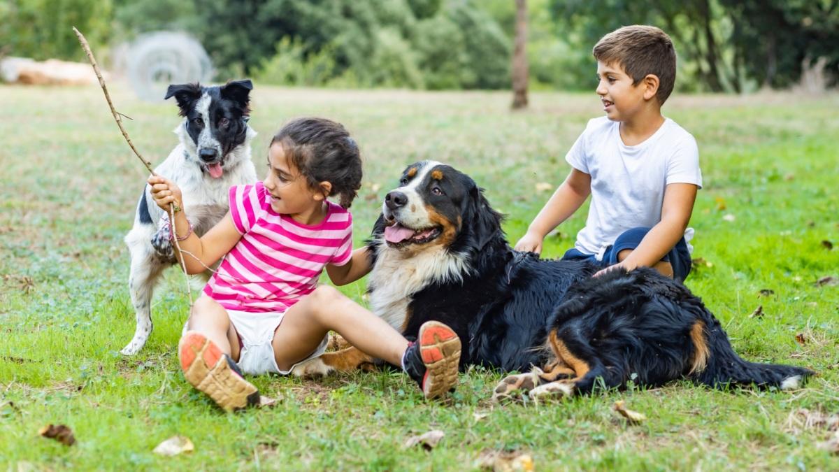 Children playing with dogs on grassy field