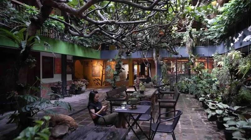Indoor garden cafe courtyard with canopy tree and woman