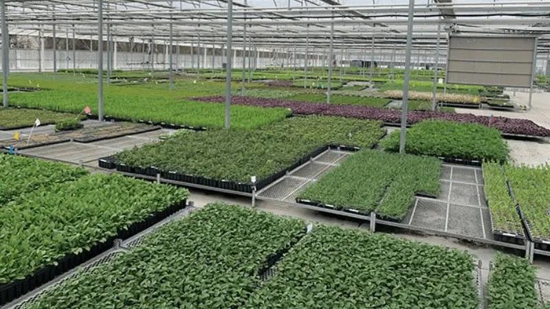 greenhouse trays of seedlings and young plants