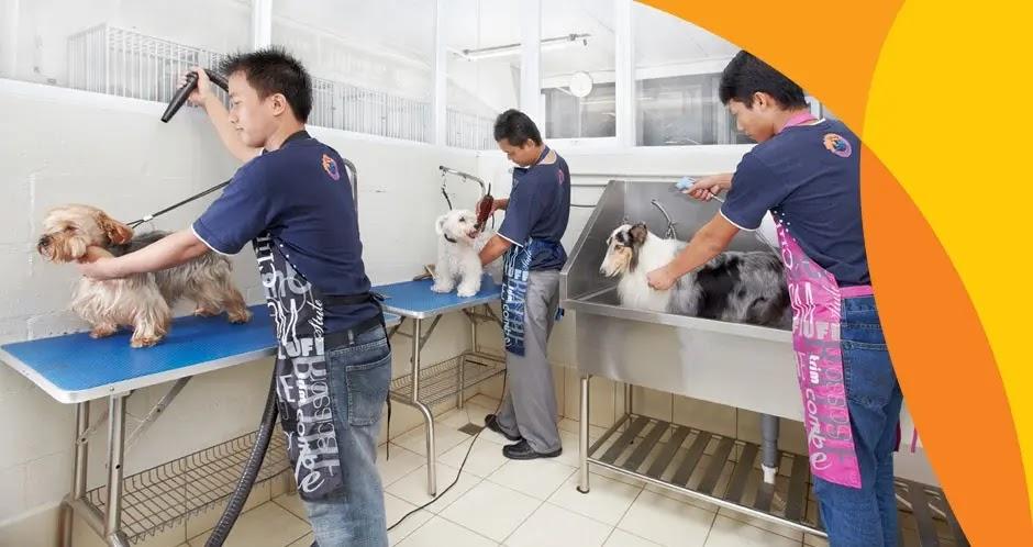 Three groomers bathing and drying dogs in grooming salon