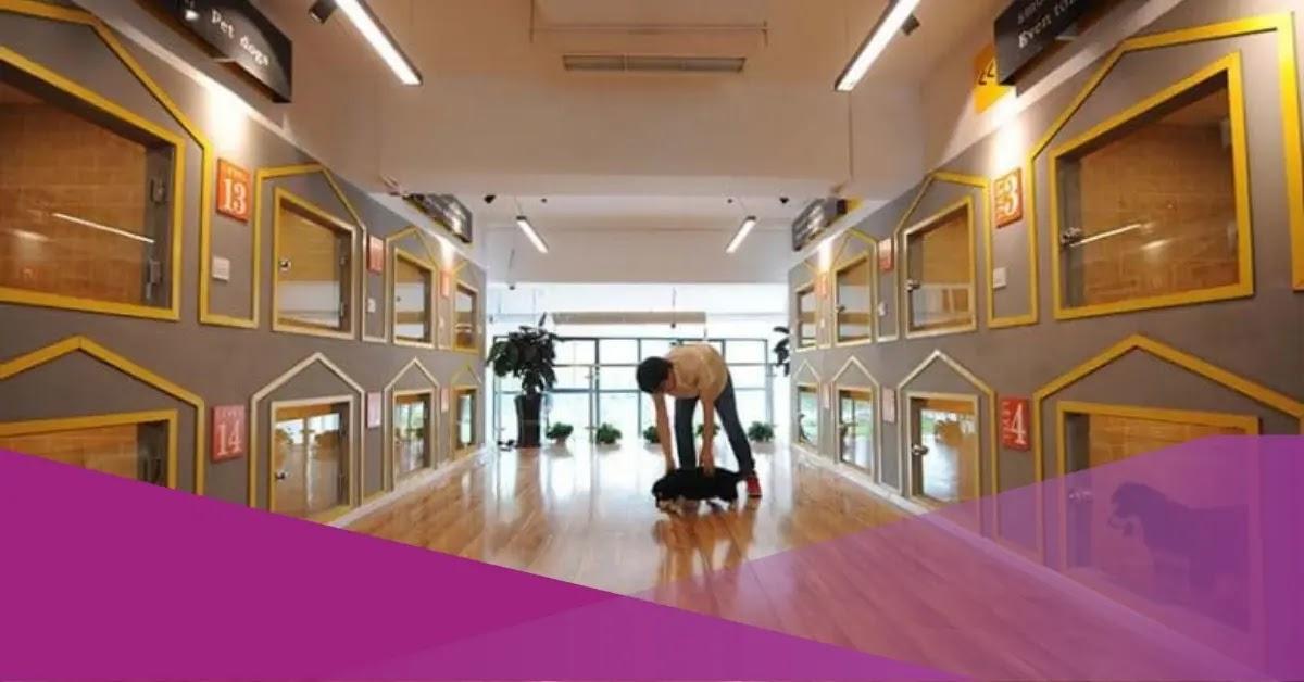 Dog daycare interior with person petting small black dog