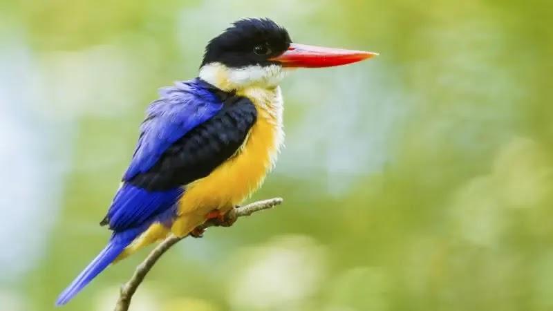 Colorful kingfisher with red beak on branch