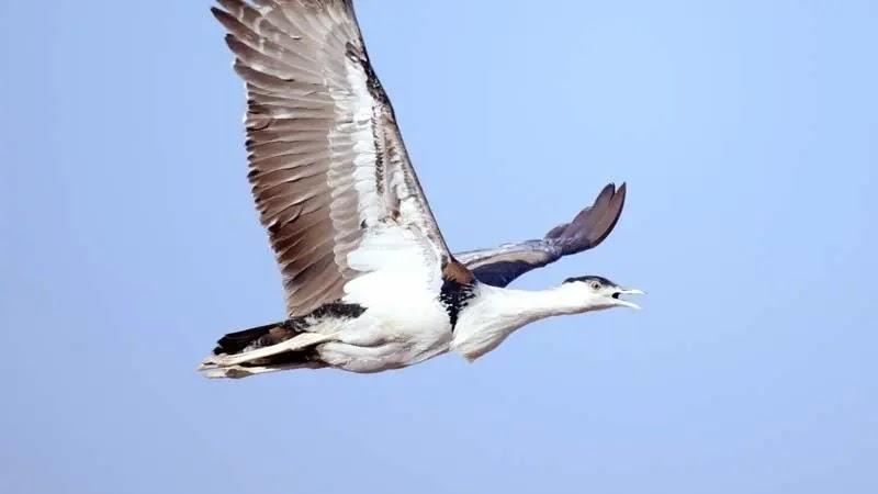 White and brown bird flying against blue sky