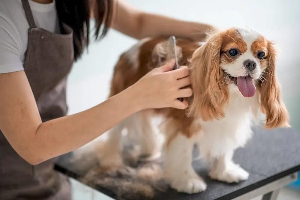 Cavalier King Charles Spaniel being groomed on table