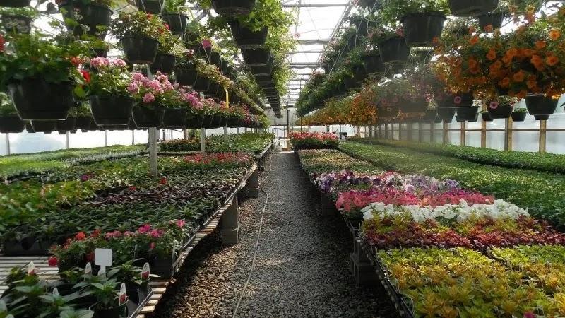 greenhouse interior with hanging baskets and flower rows