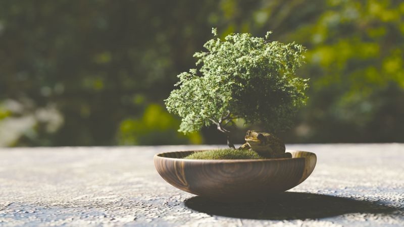 Small tree growing in a wooden bowl on outdoor gravel with blurred green background, nature sustainability scene