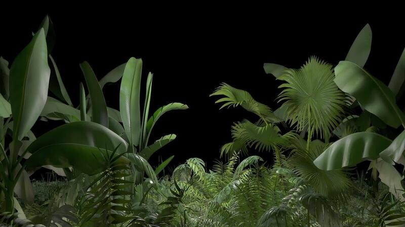 Lush green tropical plants and palm leaves silhouetted against a dark night sky background