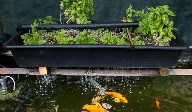 Raised garden bed with leafy herbs and seedlings above a koi pond, water splashing around orange fish