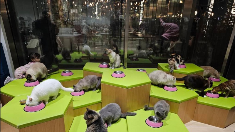 Puppies in a pet adoption exhibit seated around bright green feeding stations with pink bowls and reflected city backdrop