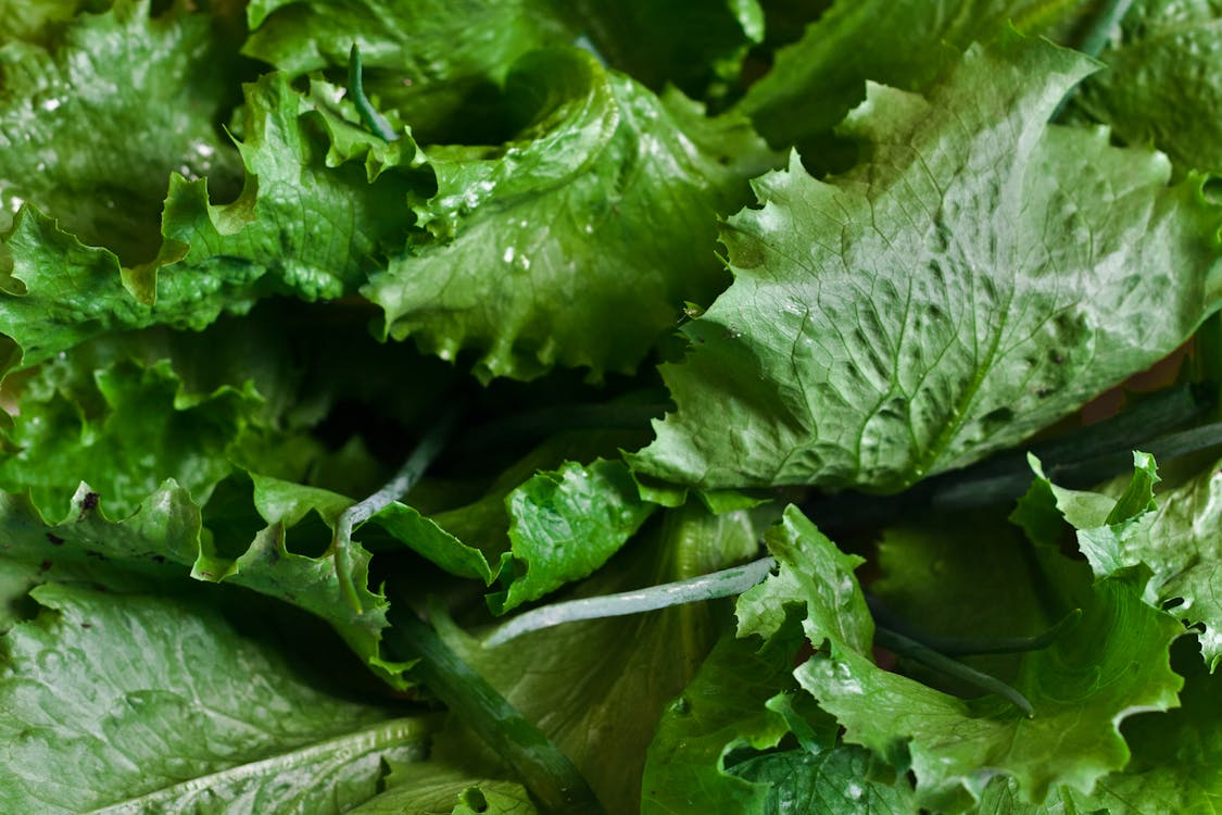 Fresh green lettuce leaves with visible veins and stems in a pile, close-up.