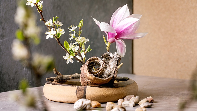 Pink magnolia flower in a rustic clay pot with white blossoms on a table, stones and branches nearby