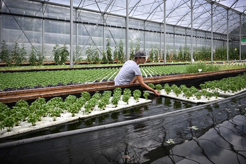 Greenhouse rows of hydroponic lettuce and worker tending plants beside nutrient water tanks