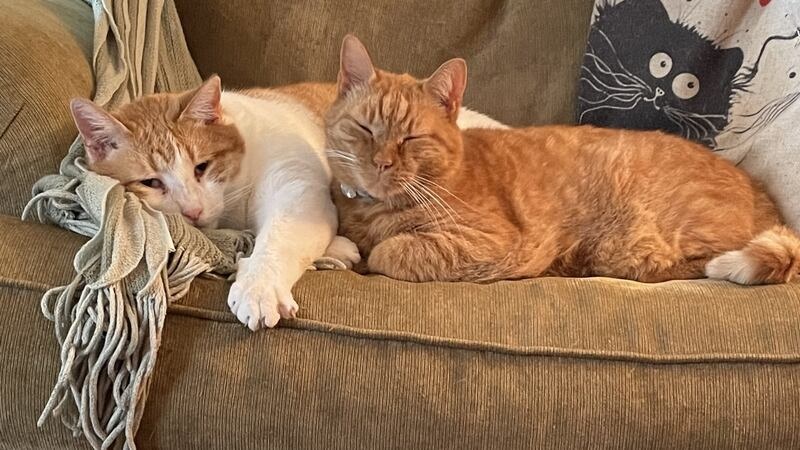 Two orange and white cats resting on a couch with one sleeping and the other lounging with closed eyes