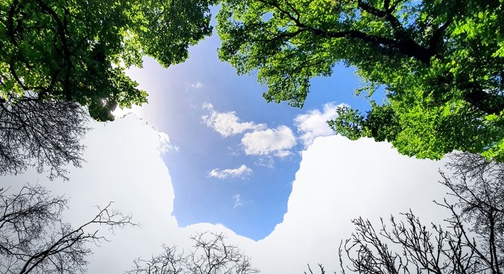 View of blue sky and clouds framed by leafy green tree branches in a sunny forest canopy