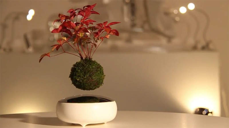 Red poinsettia plant in a white modern indoor planter on a table with warm blurred lights in the background