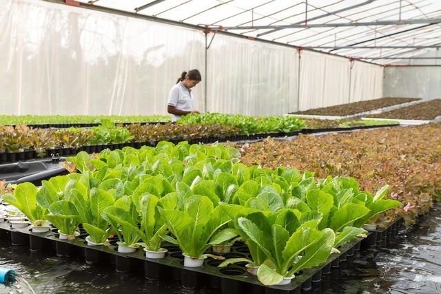 greenhouse hydroponic lettuce seedlings growing in rows of plastic grow trays, with worker tending plants