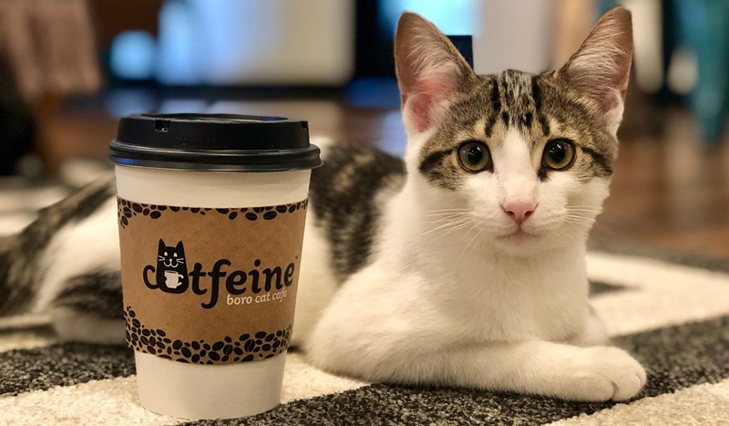 cat lounges on a carpet beside a caffeine coffee cup with paw-print label and “caffeine” branding