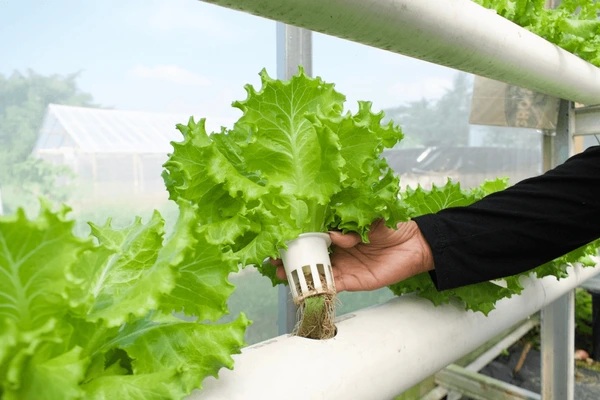 Hand holding a hydroponic lettuce plant with roots in a nutrient system, growing in a greenhouse.