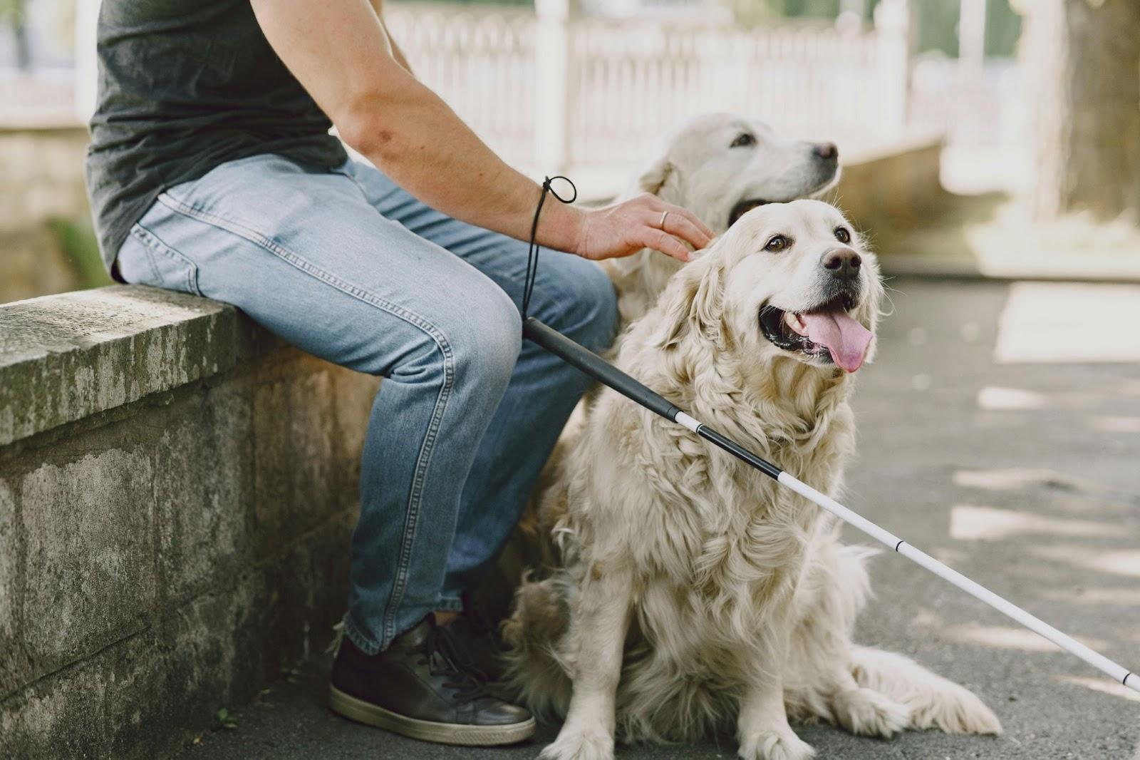 Person petting a golden retriever with a leash on a sidewalk outdoors