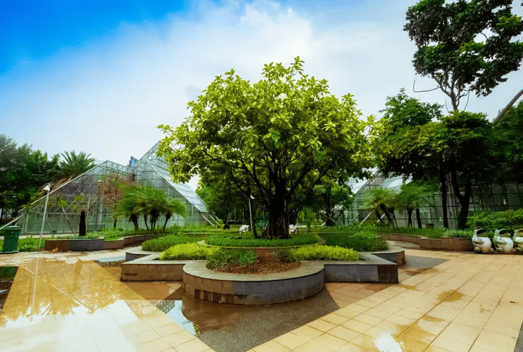 modern greenhouse with a central tree and wet ground
