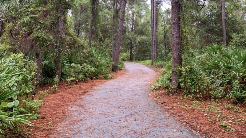 paved walking path winding through a forest with tall pine trees